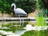 mazet saint remy de provence : les jardins de Fontanille