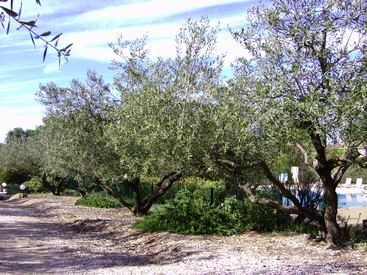 gites saint remy de provence : les jardins de Fontanille